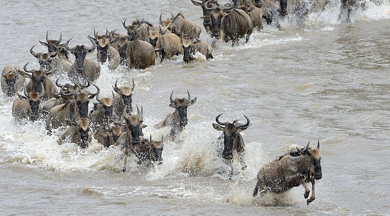 Wildebeests crossing the Mara river in Tanzania