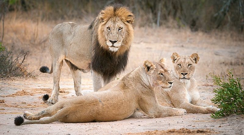 Sabi Sands Game Reserve, South Africa