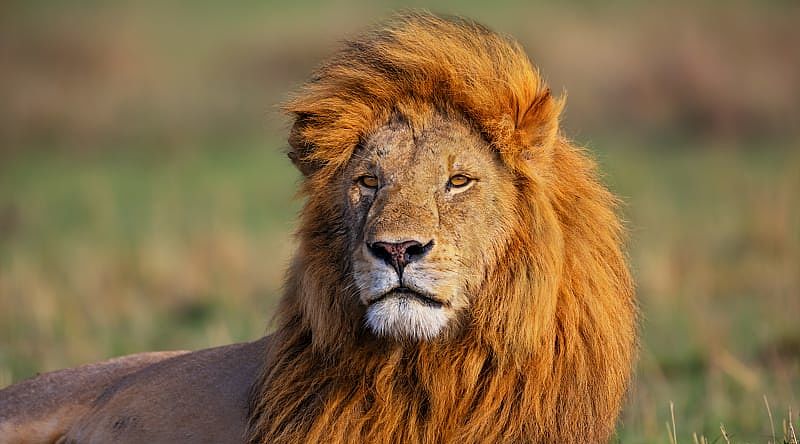 Lion laying on grass in the African savanna 