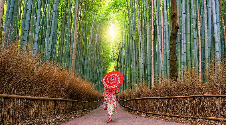 Geisha walking through Sagano Bamboo Forest in the Arashiyama district of Kyoto, Japan