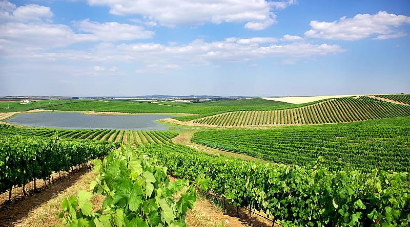 Alentejo is a legendary wine-growing region in Portugal