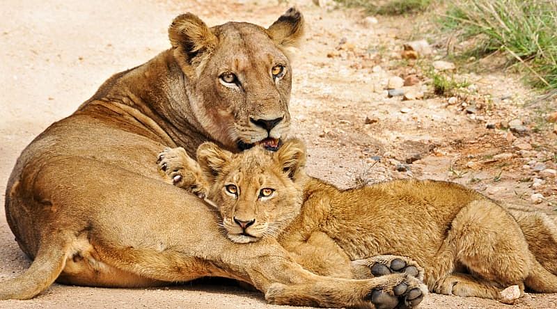 Lioness and lion cub on the African savanna