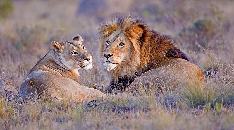 Lion couple lounging in African savanna