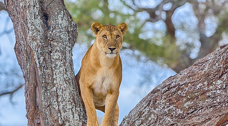 A female lion standing in the crook of at Lake Manyara National Park, Tanzania