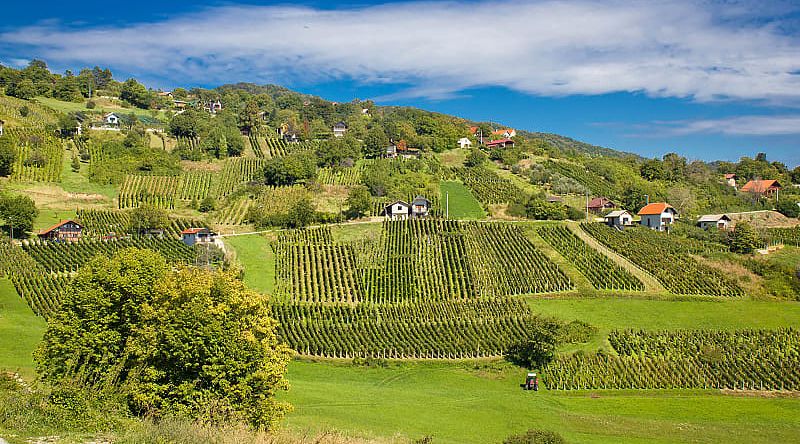 Vineyards in the hills of Croatia