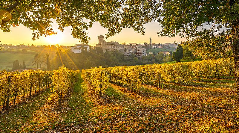 Beautiful vineyard in Emilia Romagna, Italy