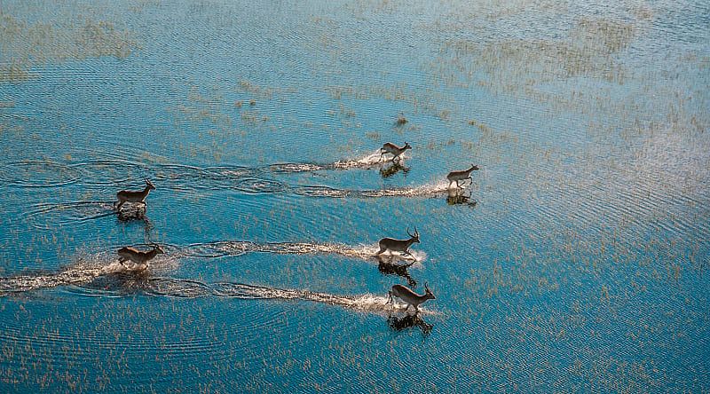 Antelopes running across flooded grasslands in the Okavango Delta, Botswana