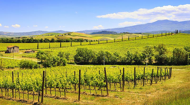 Vineyards surrounding Montalcino in Tuscany, Italy