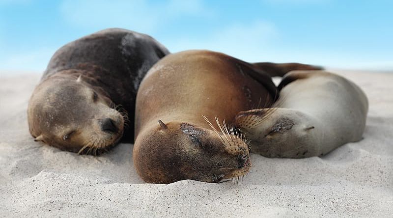 Sea lions cuddling on a beach in the Galapagos Islands, Ecuador