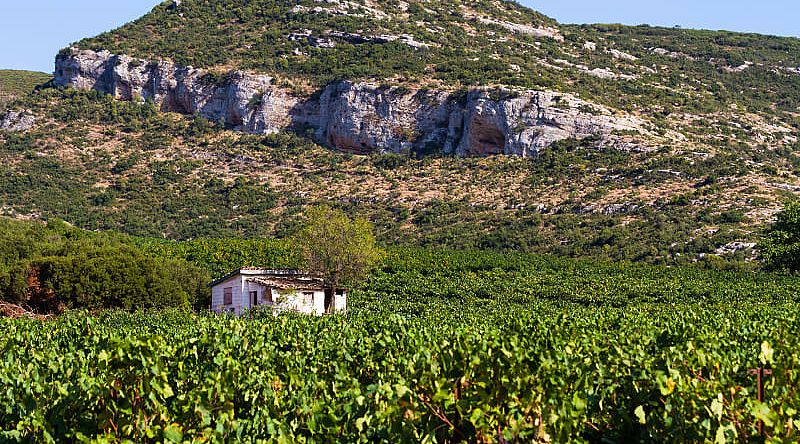 Vineyards in the hills, Greece