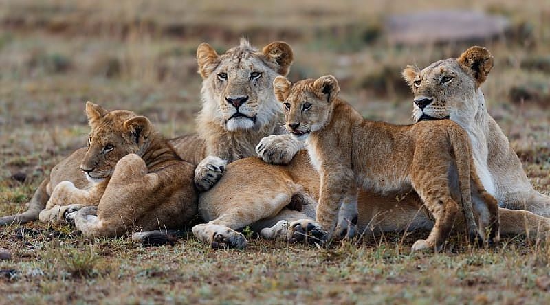 African lion family lying down together in Maasai Mara National Reserve, Kenya, Africa