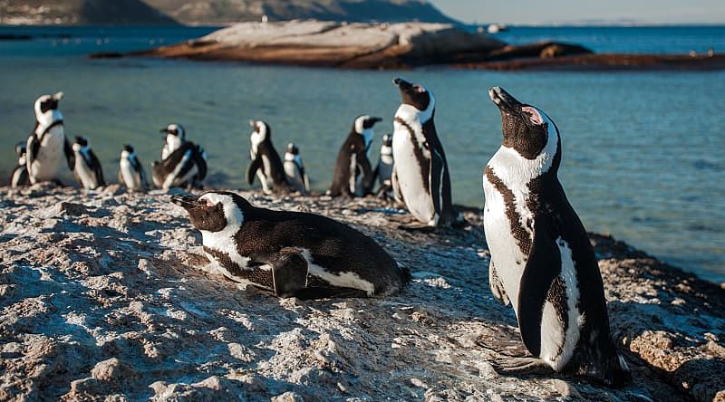 Penguins on Boulder Beach near Simon's Town in the Western Cape province of South Africa.