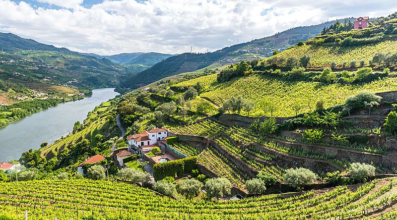 Vineyards on the Douro River