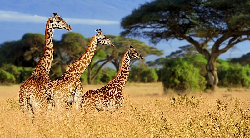 Three giraffes in Amboseli National Park, Kenya