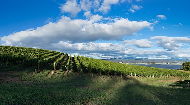 Lush vineyards in Tasmania