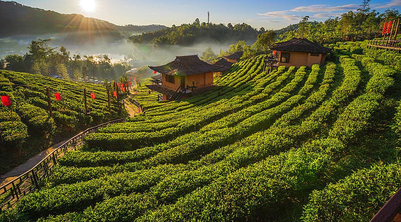 Tea plantation along the Mae Hong Son Loop in northern Thailand