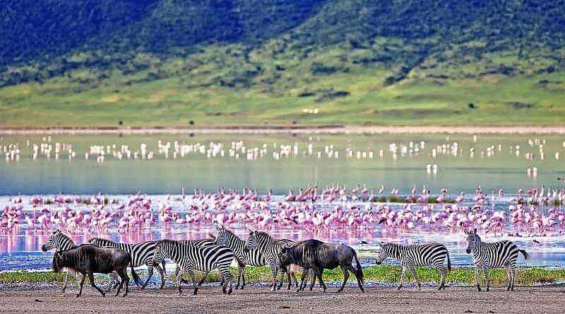 Zebras, wildebeests, and flamingos in the Ngorongoro Crater, Tanzania