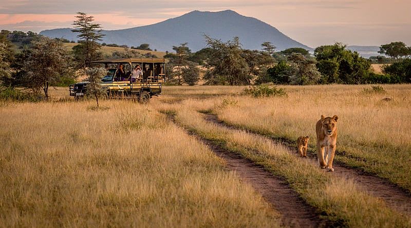 Couple on game drive observing lioness and cub in Serengeti National Park, Tanzania