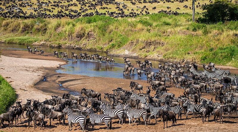 The Great Wildebeest Migration is one of nature's greatest spectacles as two million animals cross the Serengeti.