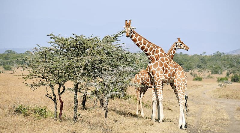 Giraffes in Ol Pejeta Conservancy Kenya