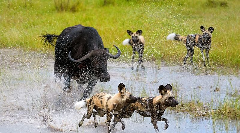 Buffalo chasing away pack of wild dogs in Moremi Game Reserve in Botswana