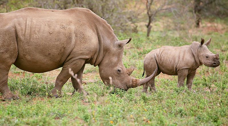 Rhinoceros in Tarangire National Park