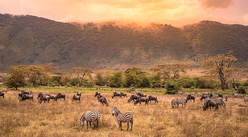 Zebras and wildebeests grazing in Ngorongoro Conservation Area