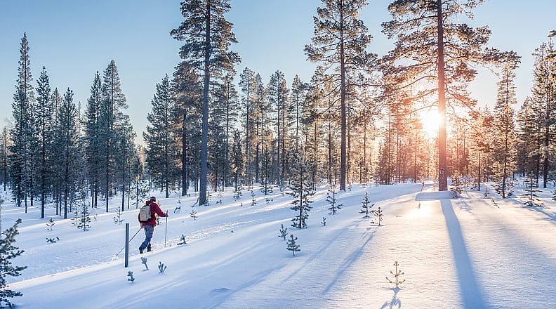 Cross country skier in snowy forest in the Lapland.