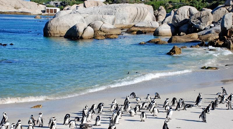 Penguins colony in Cape Town, South Africa.
