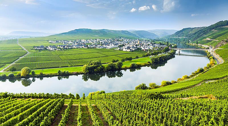 Moselle River Vineyards in Trittenheim, Germany. Moselle River Vineyards in Trittenheim, Germany.