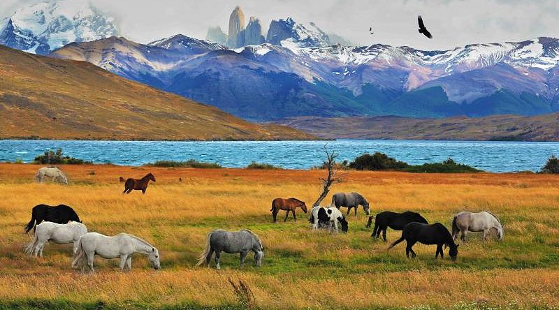 Chile and Argentina Adventure Tour Horses by Laguna Azul in Torres del Paine National Park, Chile