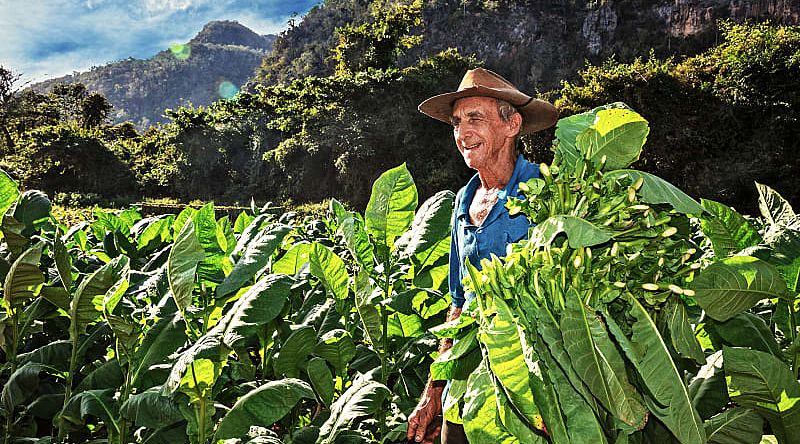 Tobacco farmer in Vinales, Cuba