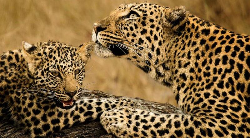 Female leopard lying next to her leopard cub, Kenya