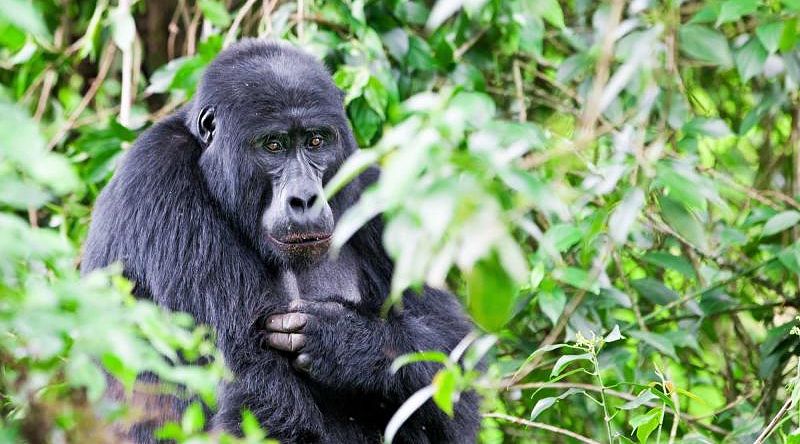 Gorilla in Bwindi National Park, Uganda