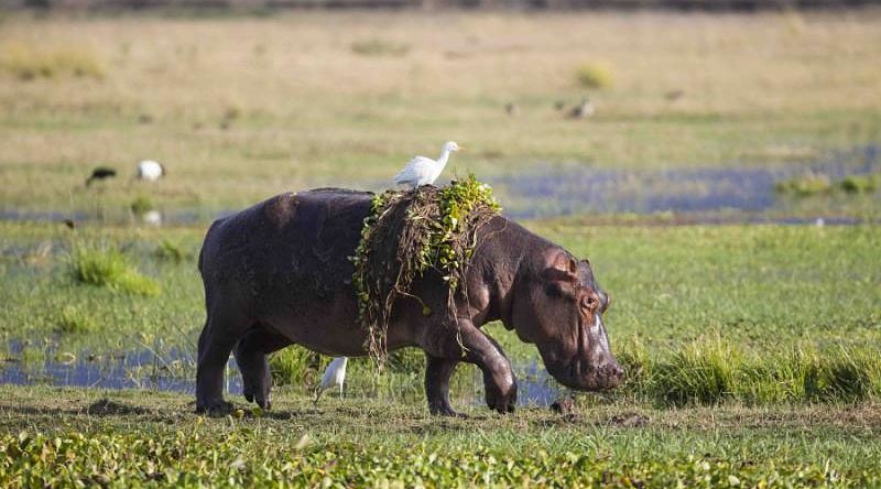 A zimbabwe hippopotamus walking out of a waterhole with weeds and a white egret hitching a ride on its back