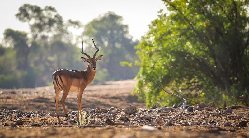 Impala observing in Kruger National Park
