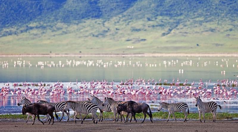 Ngorongoro Crater Safari: Wildlife & Lava Zebras, wildebeests, and flamingos in the Ngorongoro Crater, Tanzania