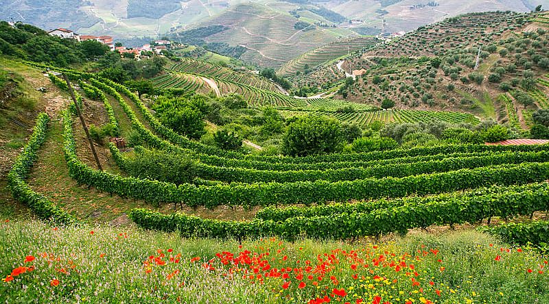 Vineyards on the hills of the Douro Valley, Portugal Vineyards on the hills of the Douro Valley, Portugal