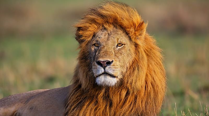 Lion laying on grass in the African savanna Lion laying on grass in the African savanna