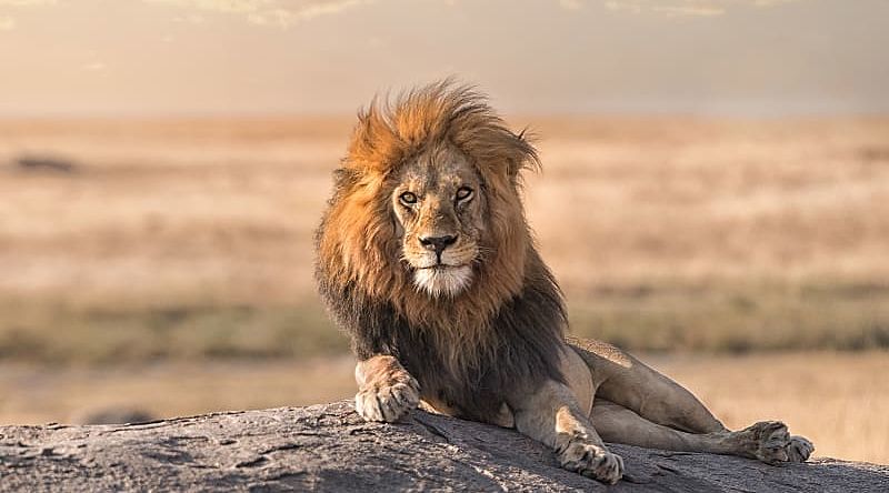 A male lion is sitting on the top of the rock in Serengeti National Park, Tanzania