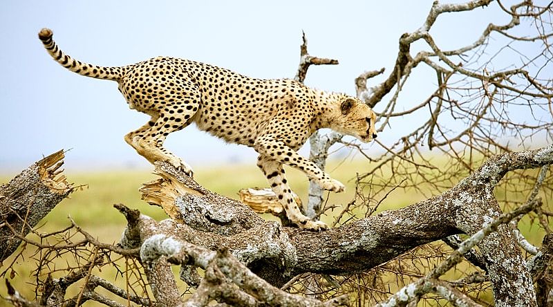 Cheetah on a tree in the savannah of the Serengeti