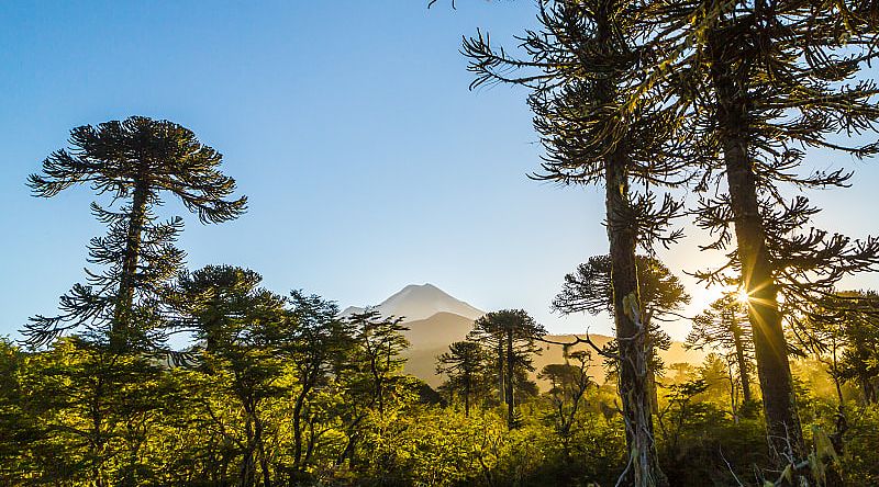 View though the trees from the trail at Conguillio National Park, Chile