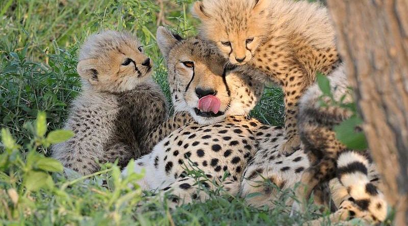 Cheetah with her cubs in Serengeti National Park Cheetah with her cubs in Serengeti National Park