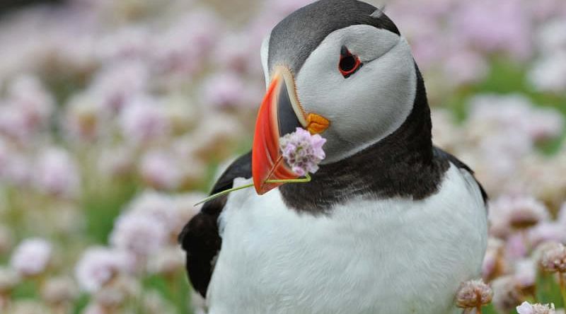 Atlantic Puffin with flower Atlantic Puffin with flower