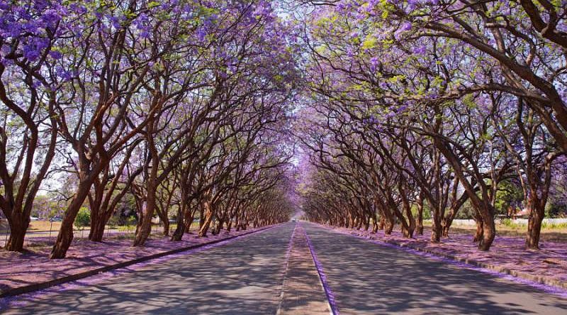 Jacaranda trees lining the street in Harare, Zimbabwe