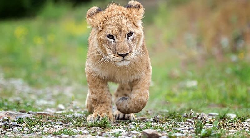 Lion King Inspired African Safari Male lion cub trotting