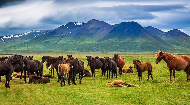 Horses in the mountains of Iceland