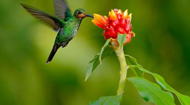 Beautiful hummingbird in a forest of Costa Rica Beautiful hummingbird in a forest of Costa Rica