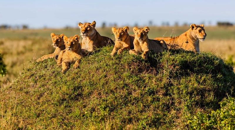 Lions with their cubs on a termite hill in Masai Mara