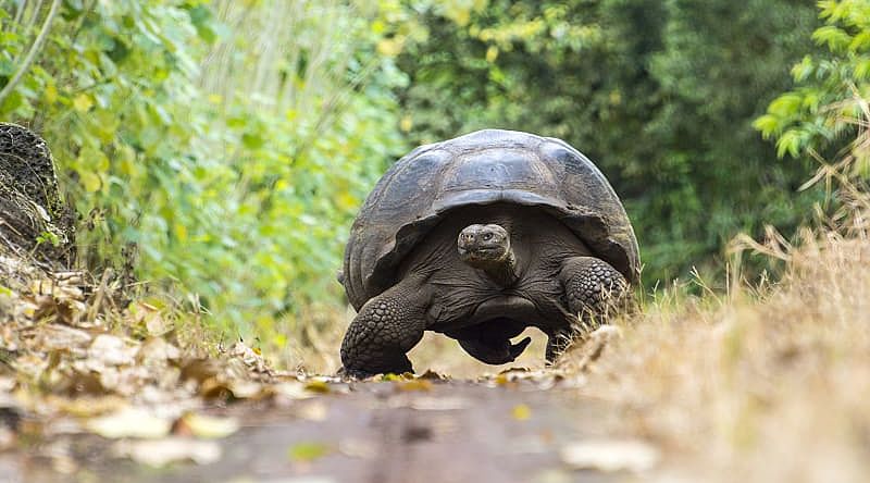 Giant turtle in El Chato tortoise reserve, Ecuador